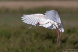 African Spoonbill