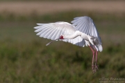 African Spoonbill