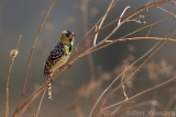 D'Anaud's Barbet