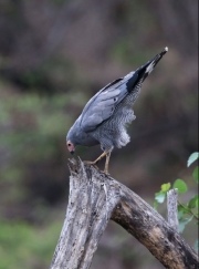 African Harrier-hawk