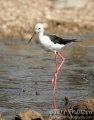 Black-winged Stilt