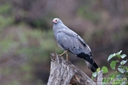 African Harrier-hawk