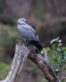 African Harrier-hawk