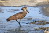 Hammerkop