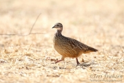 Crested Francolin