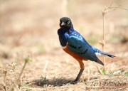 Superb Starling