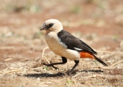 White-headed Buffalo Weaver