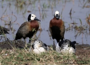 White-faced Whistling Ducks and Knob-billed Ducks