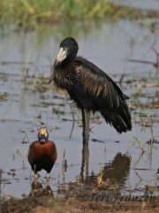 Open-billed Stork