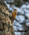 Grey Woodpecker