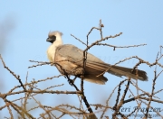 Bare-faced Go-away-bird