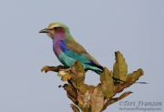 Lilac-breasted Roller