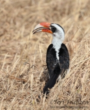 Von der Decken's Hornbill