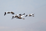 Crowned Cranes