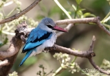 Woodland Kingfisher