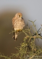 Immature Common Kestrel