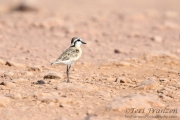 Kittlitz's Plover