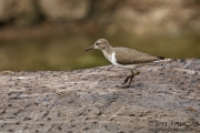 Common Sandpiper on a Hippo