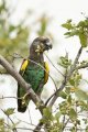 Meyer's Parrot