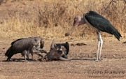 White-backed Vultures and Maribou Stork