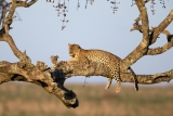 Leopard at Sunset