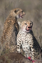 Cheetah Brothers Sharing a Wildebeest