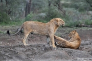 Short-Maned Lions