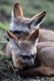 Bat-eared Foxes