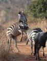 Zebra Skirmish