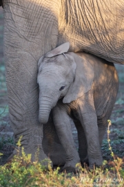 Young Elephant Snuggling Mama