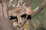 Curious Cheetah Cub