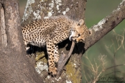 Curious Cheetah Cub