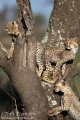 Cheetah Cubs