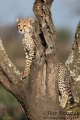 Cheetah Cub