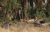 Lion Family on a Tree