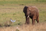 Cue the Cattle Egret