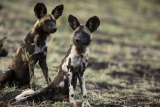 African Wild Dogs