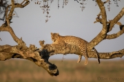 Female Leopard in Golden Light