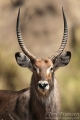 Waterbuck