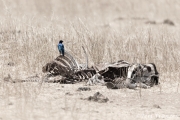 Life and Death in Tarangire