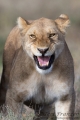 Lioness Flehmen Response