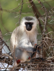 Vervet Monkey