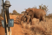 Elephant Crossing