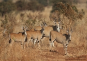 Elands