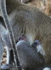Baby Vervet Monkey