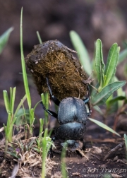 African Dung Beetle