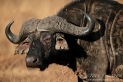 Cape Buffalo