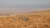 Zebras and Wildebeest in Ngorongoro