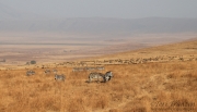 Zebras and Wildebeest in Ngorongoro