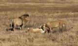 Females Nuzzling after Mating